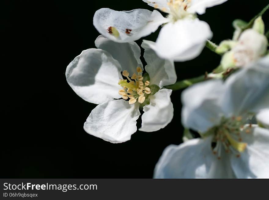 Background flower apple