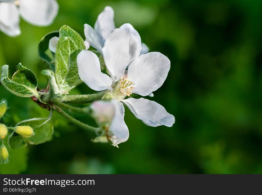 flower apple on a green background. flower apple on a green background