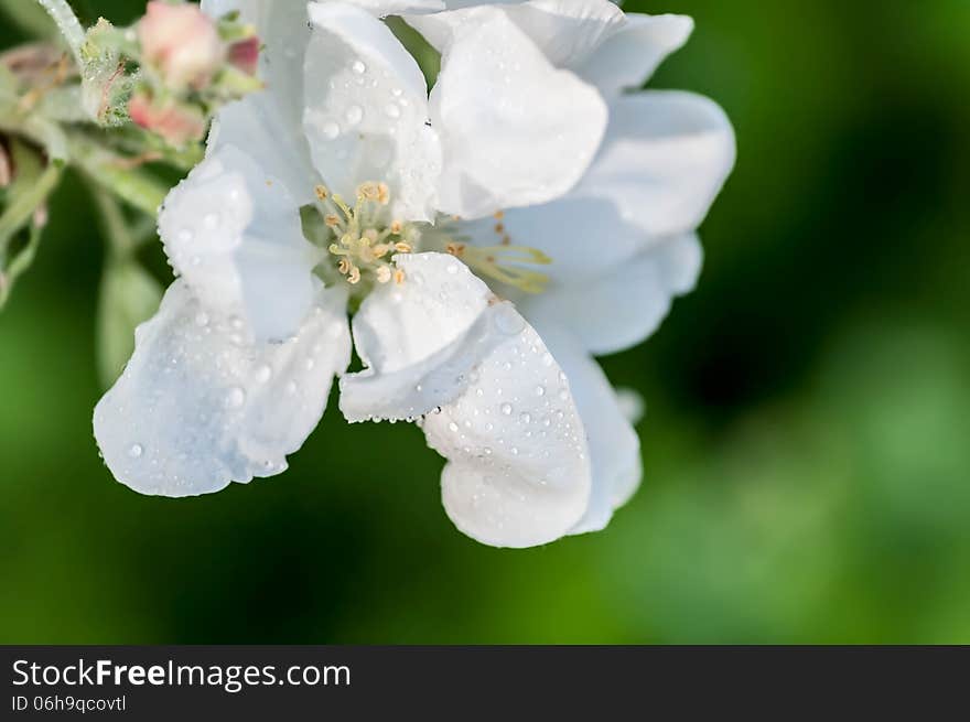 Drop Of Water Flower Apple Macro