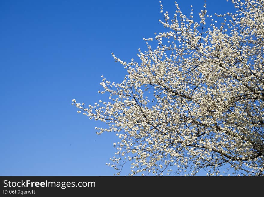 Blossom cherry spring