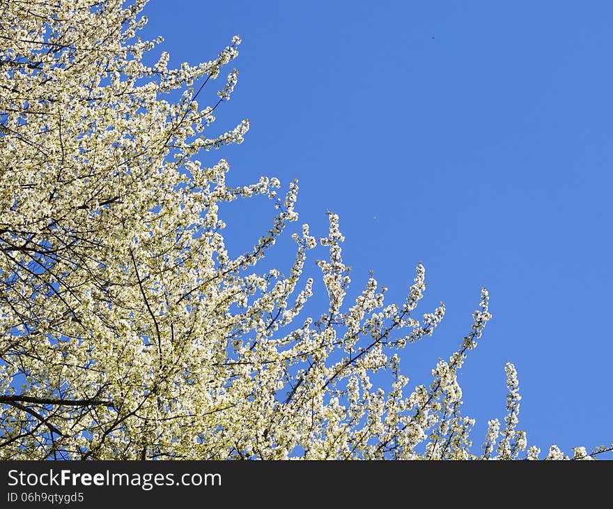 Clear spring sky and blossom cherry tree branches. Clear spring sky and blossom cherry tree branches