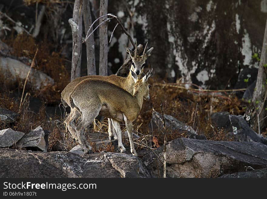 Breeding Pair Of Klipspringers