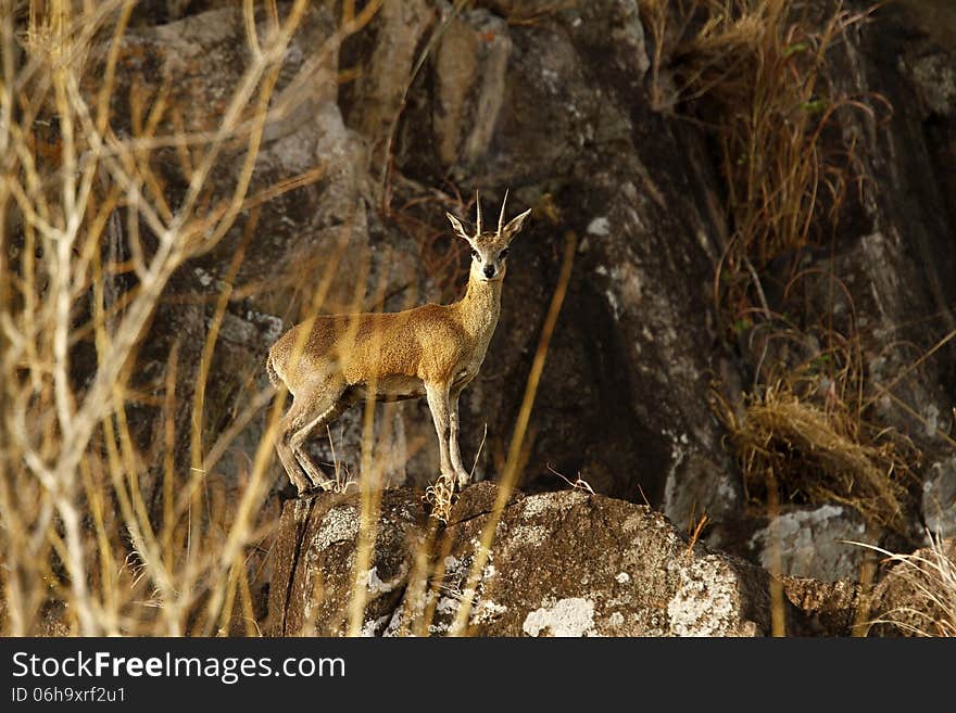 The Klipspringer is a small species of African antelope. The word literally means rock jumper