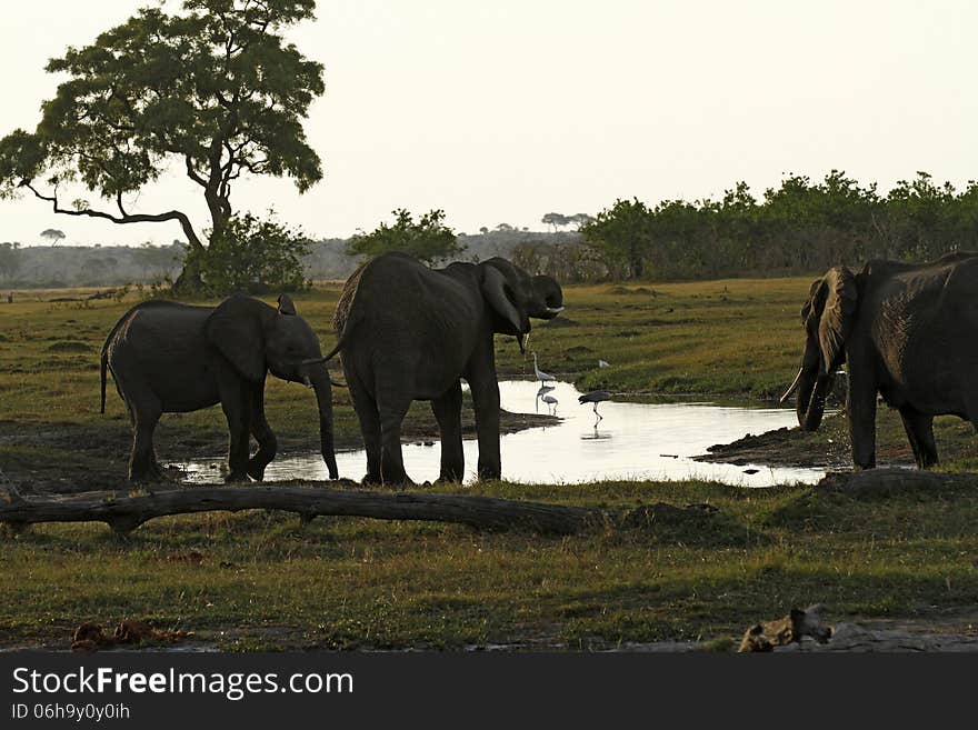 Elephants come in to direct conflict with humans, their only predator. Resulting in the loss of many thousands of elephants throughout Africa. Elephants come in to direct conflict with humans, their only predator. Resulting in the loss of many thousands of elephants throughout Africa