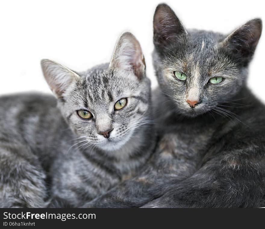 Two cute cats portrait