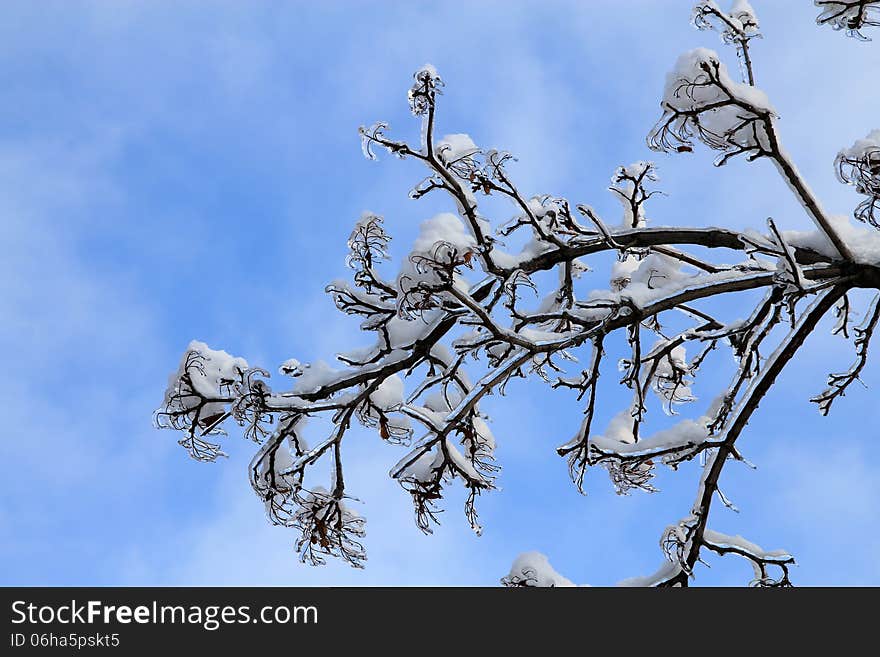 Winter Branch