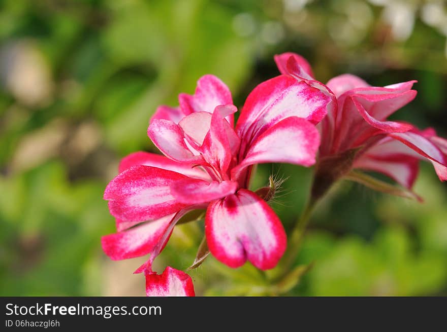 Pink flower on the green background