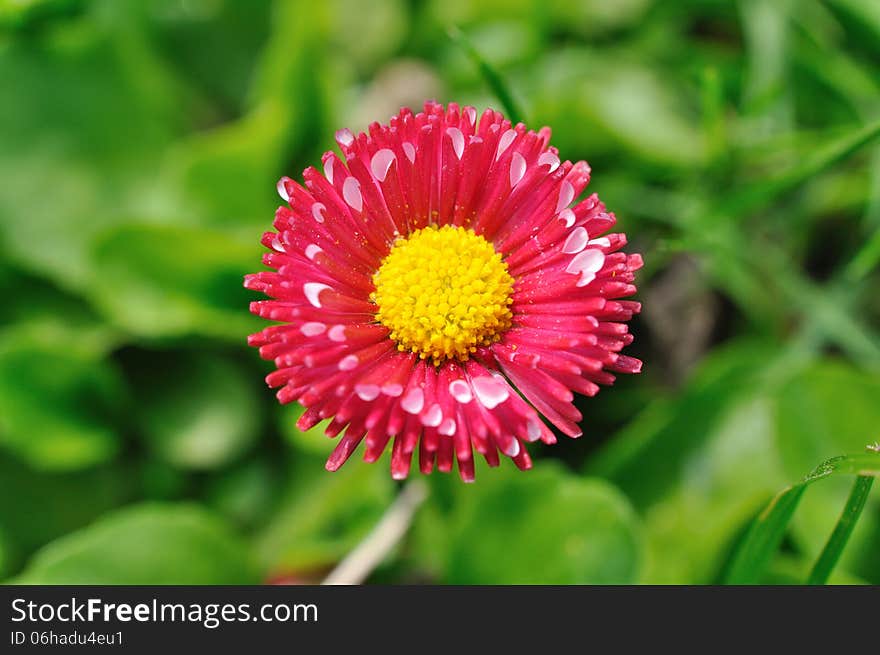 Pink flower on the green background