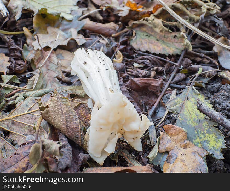 White or elfin saddle fungus in autumn