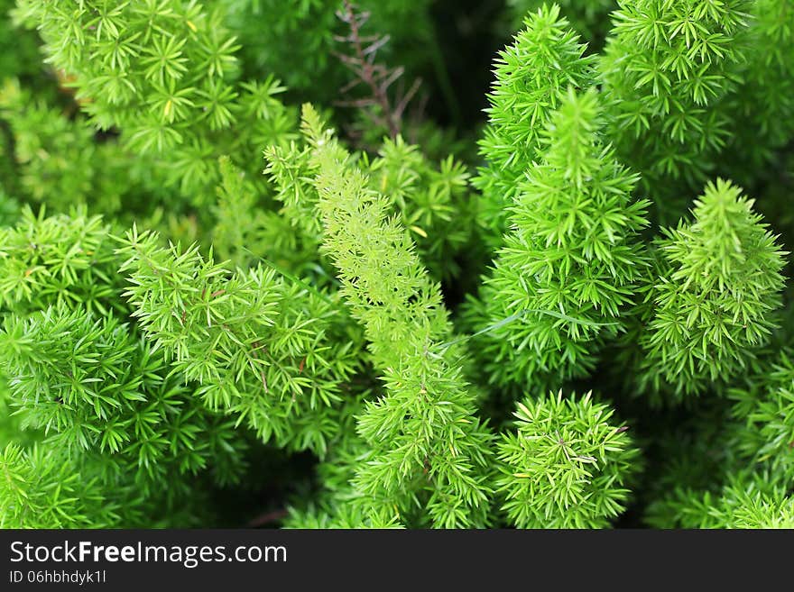 Green foxtail as background or texture