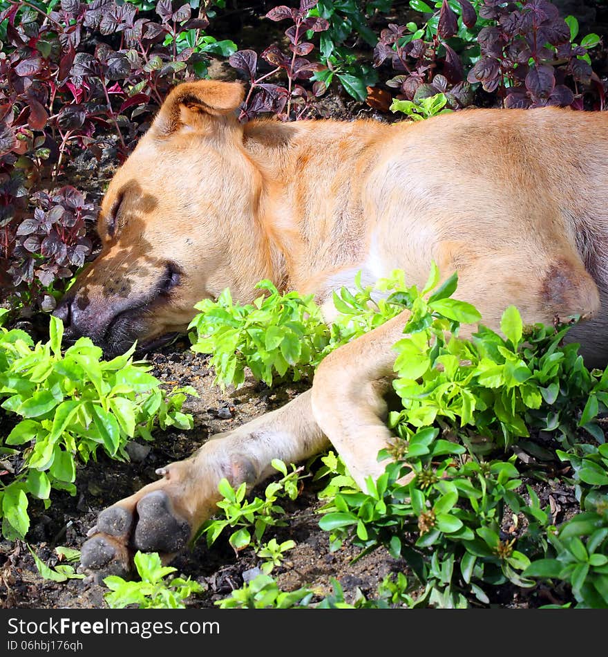 Dog sleep in the field