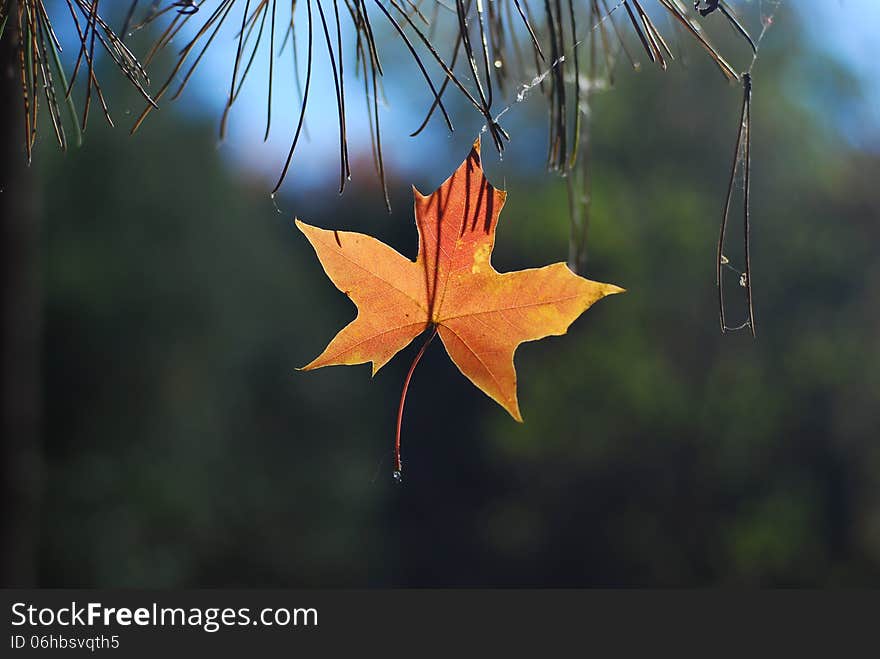 Maple Leaf