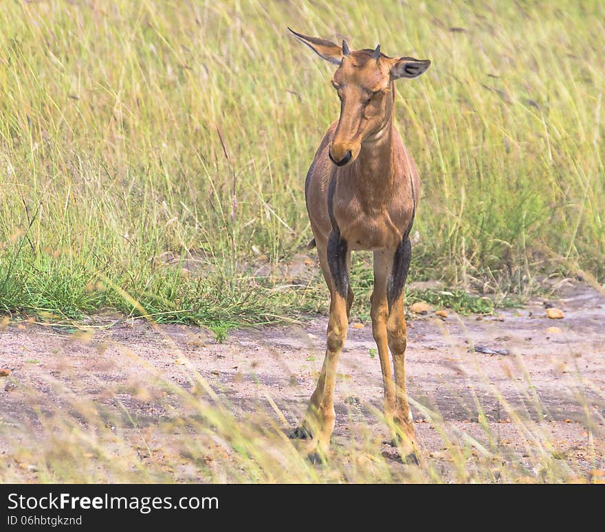 Little antelope Topi on the road in National Park Masai mara in Kenya.