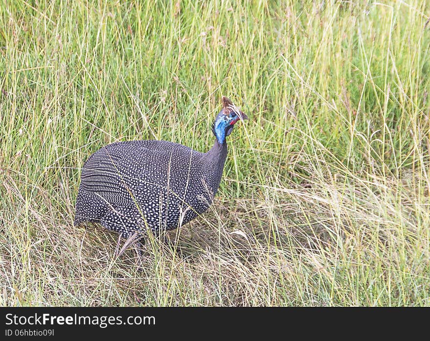 The Helmeted Guineafowl (Numida meleagris) is the best known of the guineafowl bird family, Kenya National Park Masai mara . The Helmeted Guineafowl (Numida meleagris) is the best known of the guineafowl bird family, Kenya National Park Masai mara .