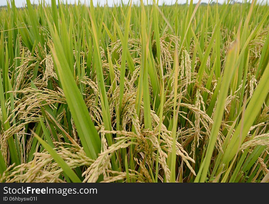 Paddy rice.