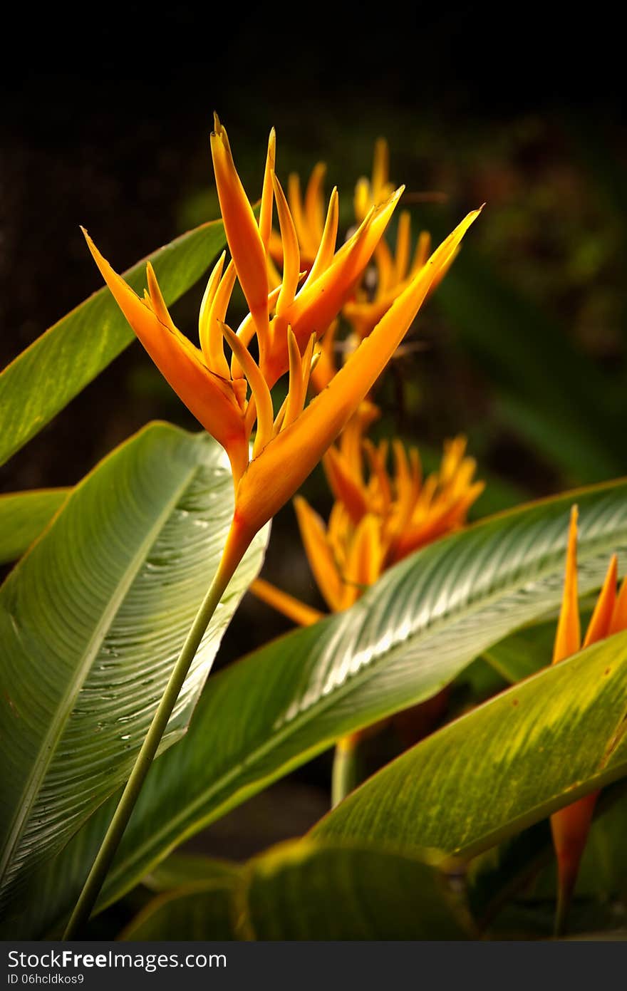 Heliconia Flower