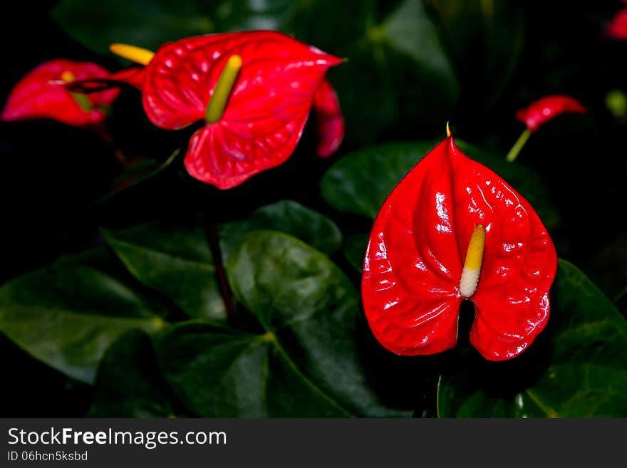 Hybrid spadix in greenhouse plant