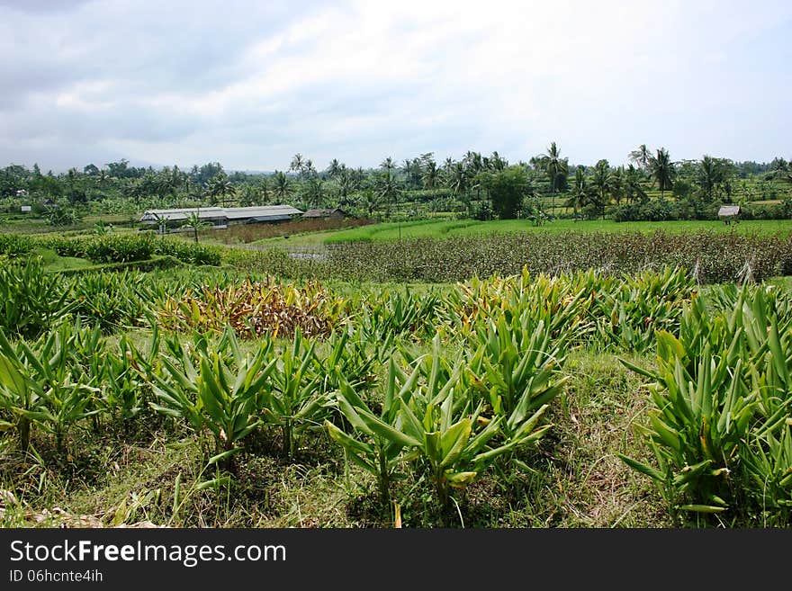 Variety of herbs in the garden at yogyakarta, indonesia