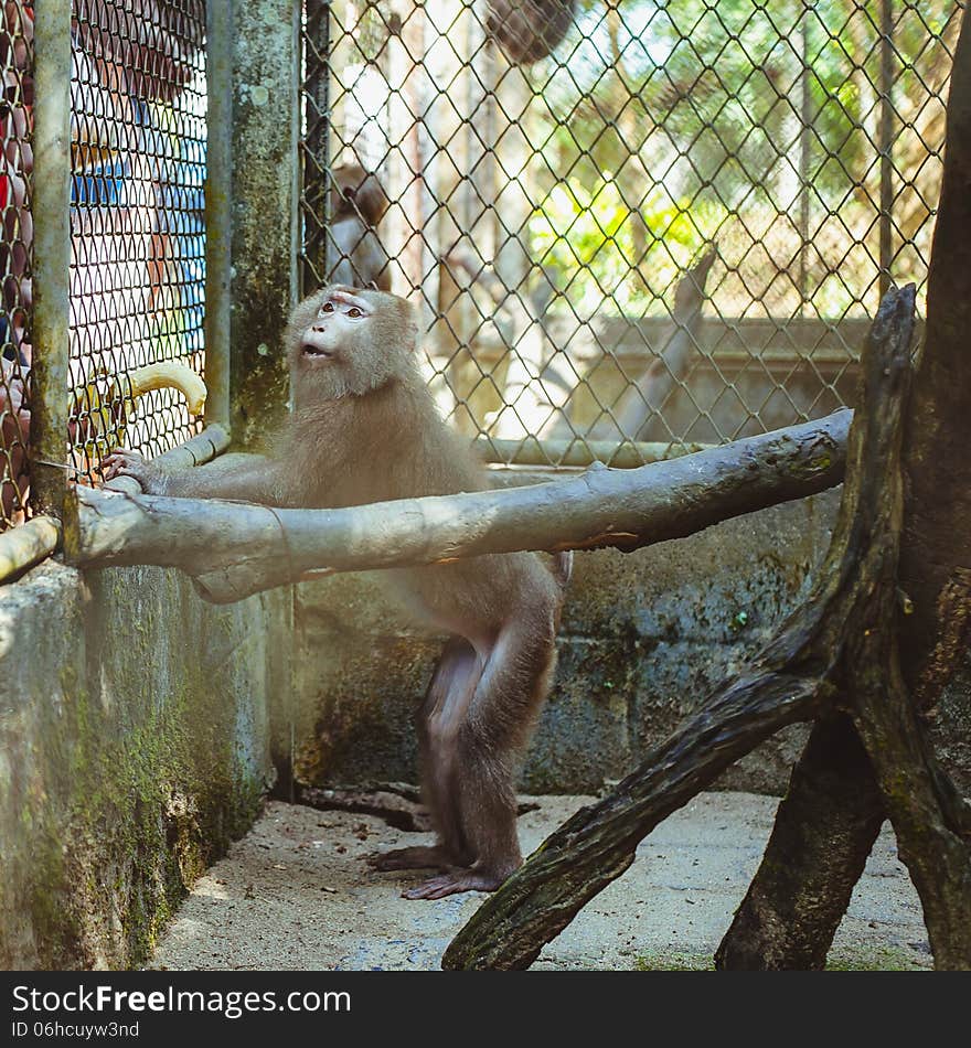 Monkey sitting in a cage zoo