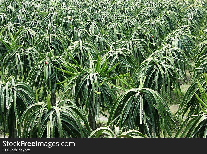 Dragon fruit plantation at kaliurang, yogyakarta, indonesia