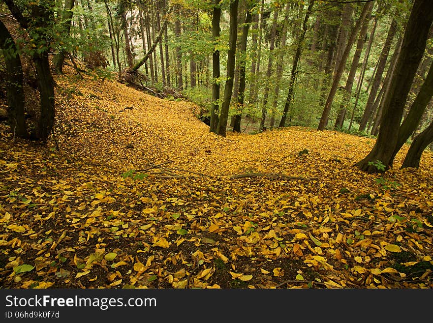 View down the valley, layer of yellow leaves on the ground. View down the valley, layer of yellow leaves on the ground