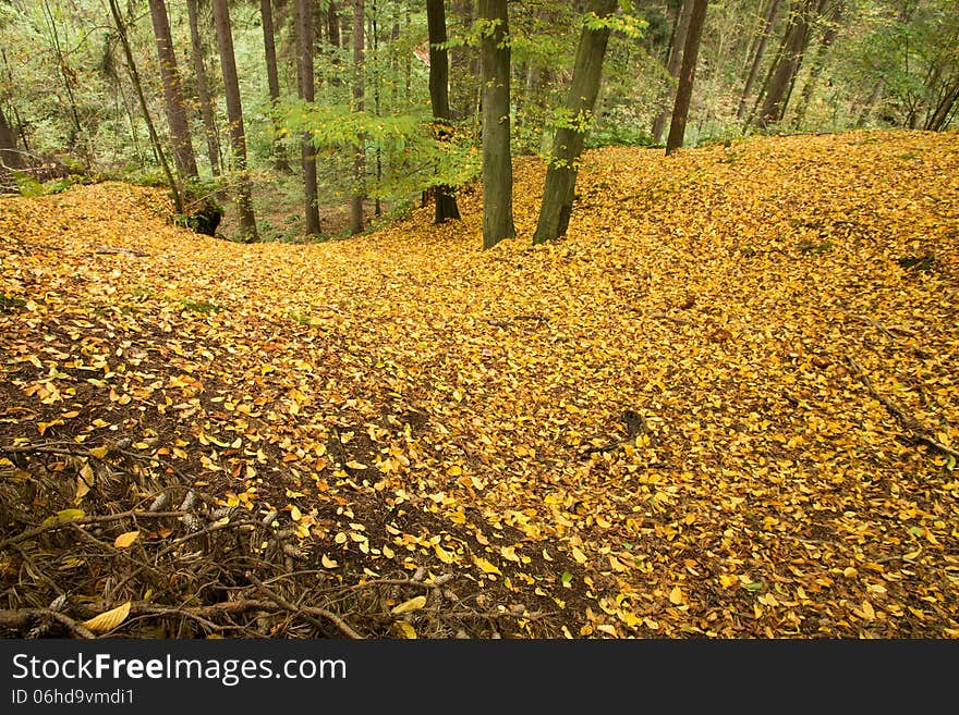 Ground in the forest covered with yellow beech leaves. Ground in the forest covered with yellow beech leaves