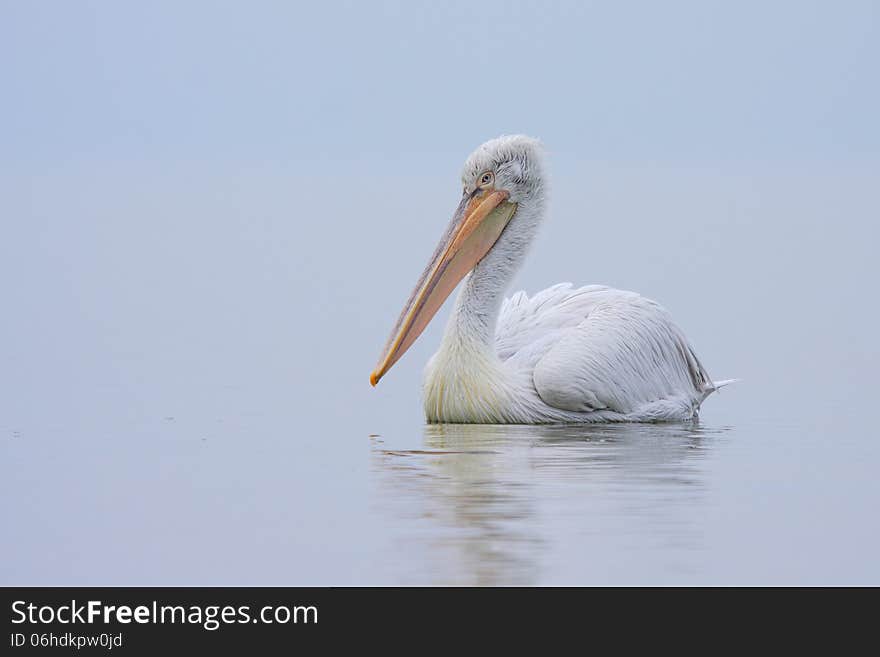 Dalmatian Pelican /Pelecanus crispus/.