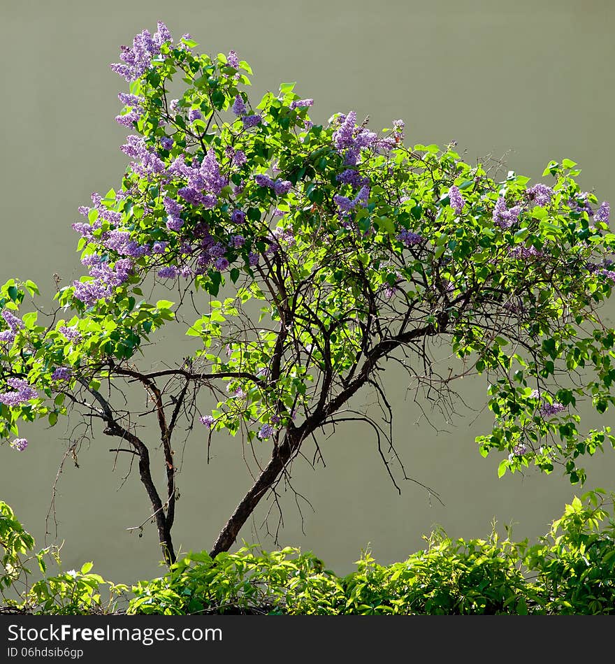 Beautiful blooming lilac bush on a gray background on a sunny day