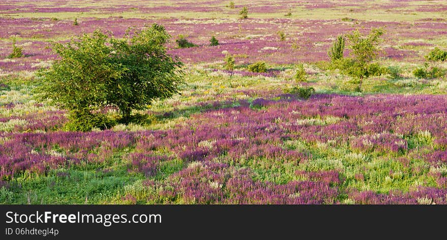 Landscape, blooming purple flowers and green tree in the desert. Landscape, blooming purple flowers and green tree in the desert