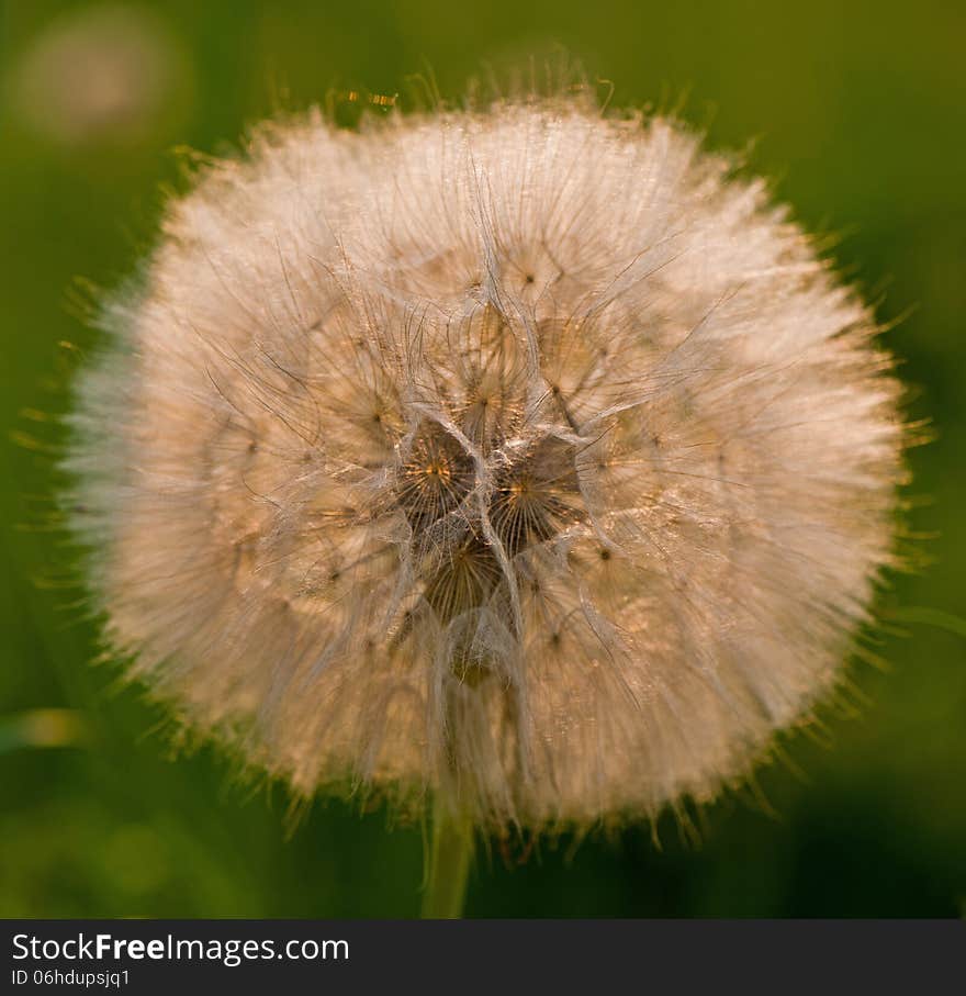 Dandelion seeds on a green background. Dandelion seeds on a green background