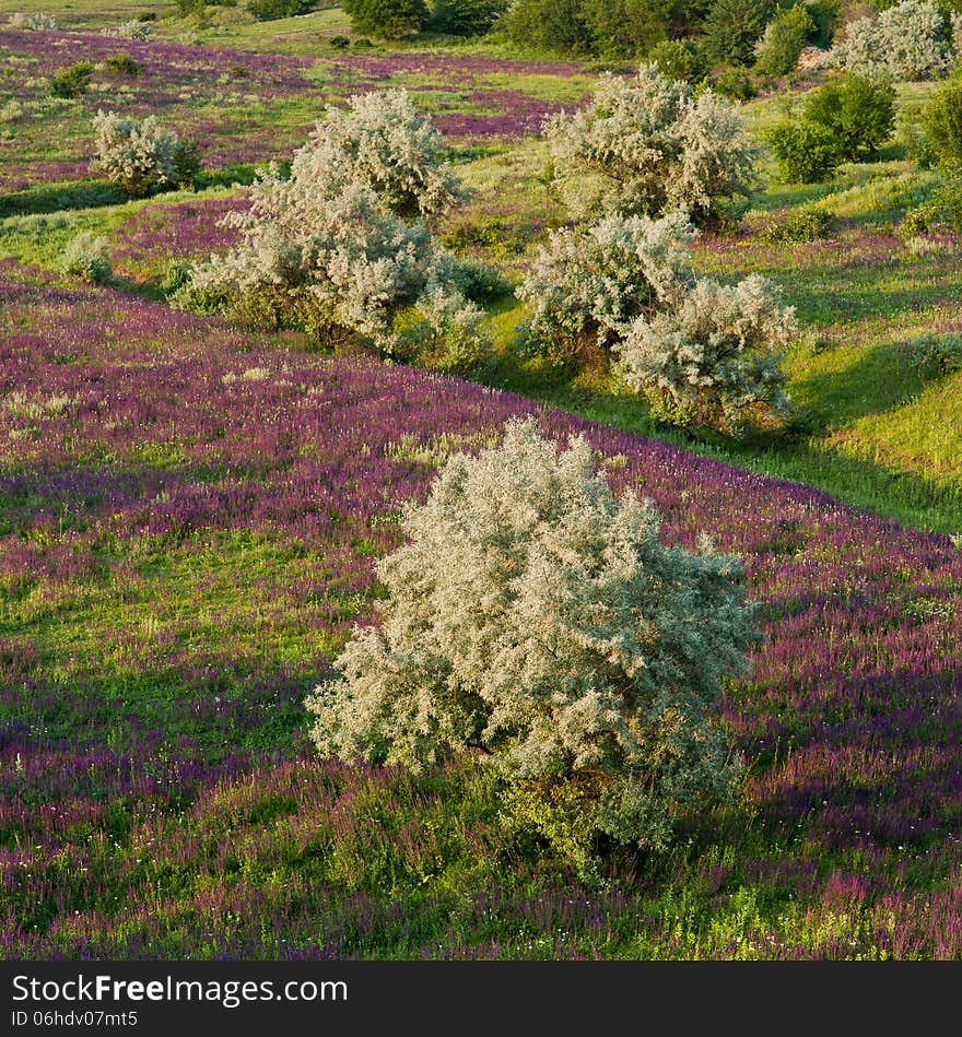 Landscape, blooming purple flowers and green tree in the desert. Landscape, blooming purple flowers and green tree in the desert