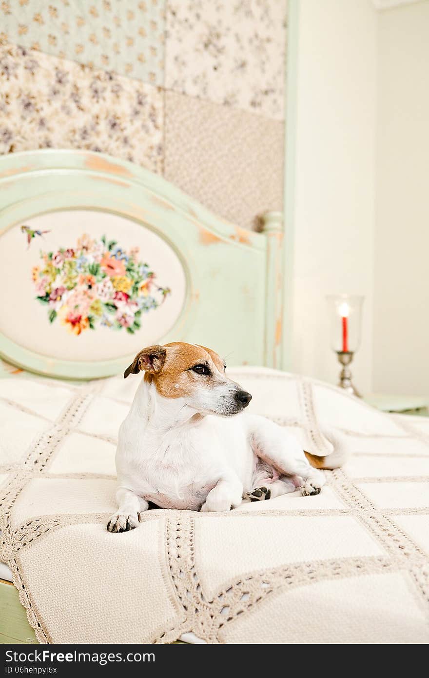 Jack Russell lying on bed in the interior. Jack Russell lying on bed in the interior