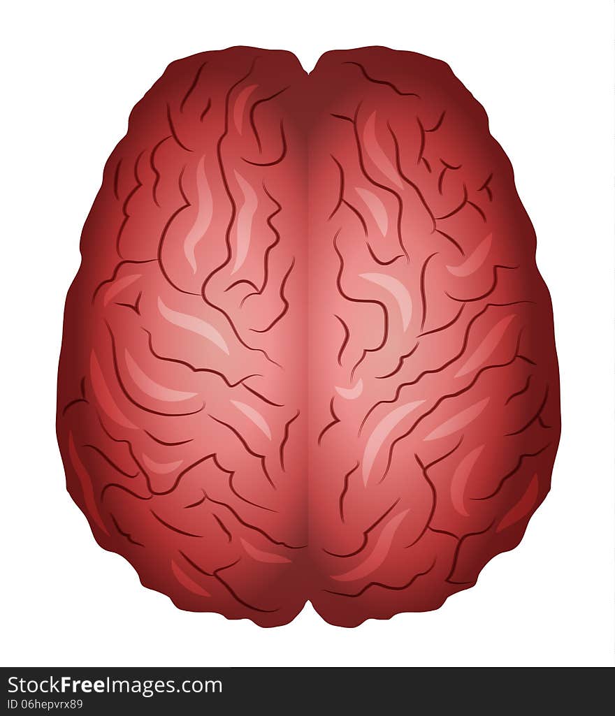 Human brains. Isolated on a white bacground.