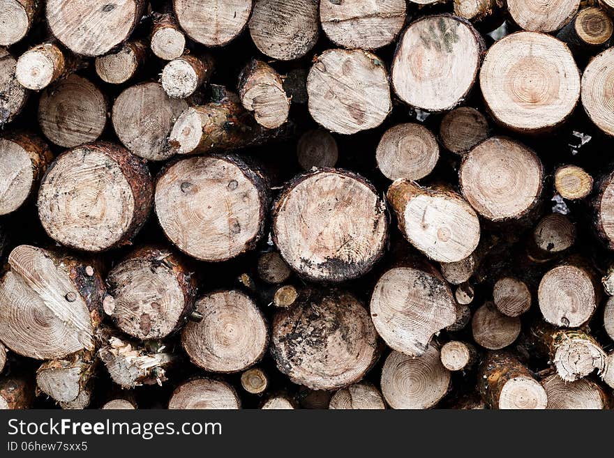 Stumps in natural light as background. Stumps in natural light as background