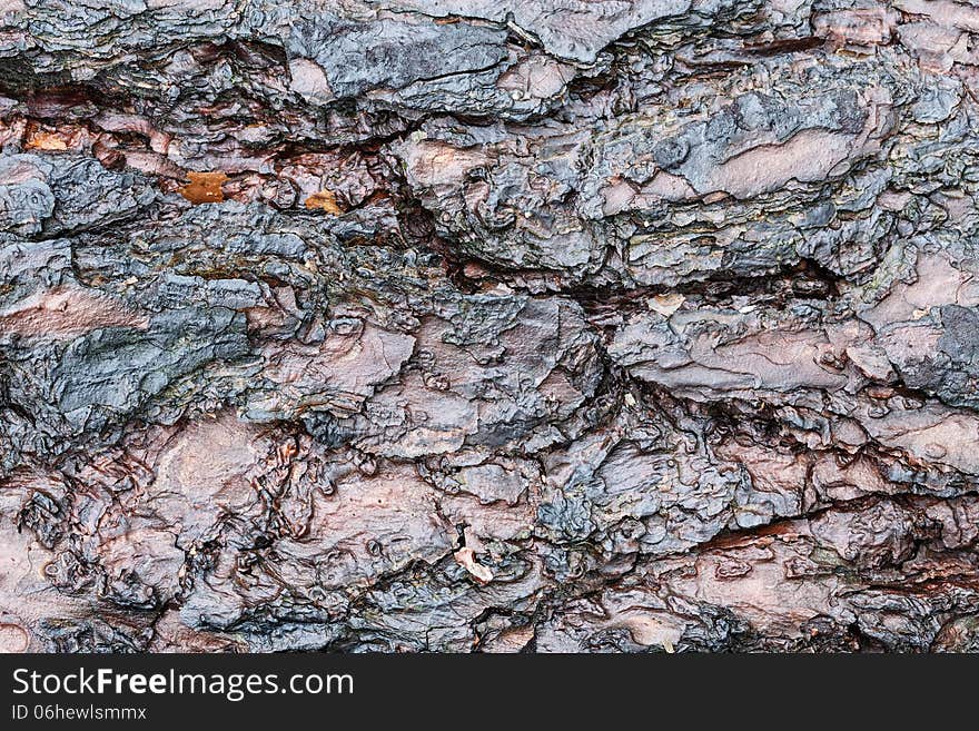 Macro photography of wood, abstract background