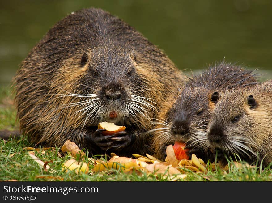 Nutria holds in his paws and eat apples. Nutria holds in his paws and eat apples