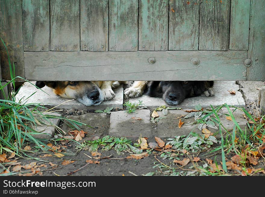 Dog looking into fence hole. Dog looking into fence hole