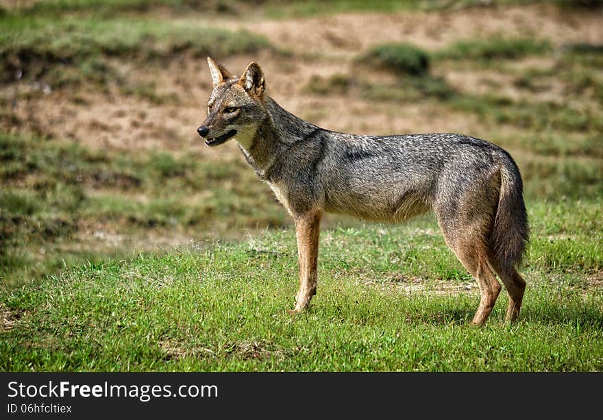 Adult wild Naria dog on open grassland. The Sri Lankan Jackal &#x28;Canis aureus naria&#x29;, also known as the Southern Indian Jackal is a subspecies of golden jackal native to southern India and Sri Lanka. Adult wild Naria dog on open grassland. The Sri Lankan Jackal &#x28;Canis aureus naria&#x29;, also known as the Southern Indian Jackal is a subspecies of golden jackal native to southern India and Sri Lanka.