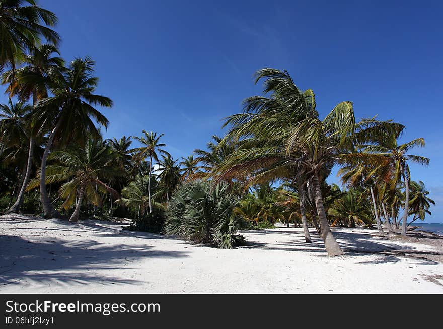 Beautiful Beach with Palm Trees