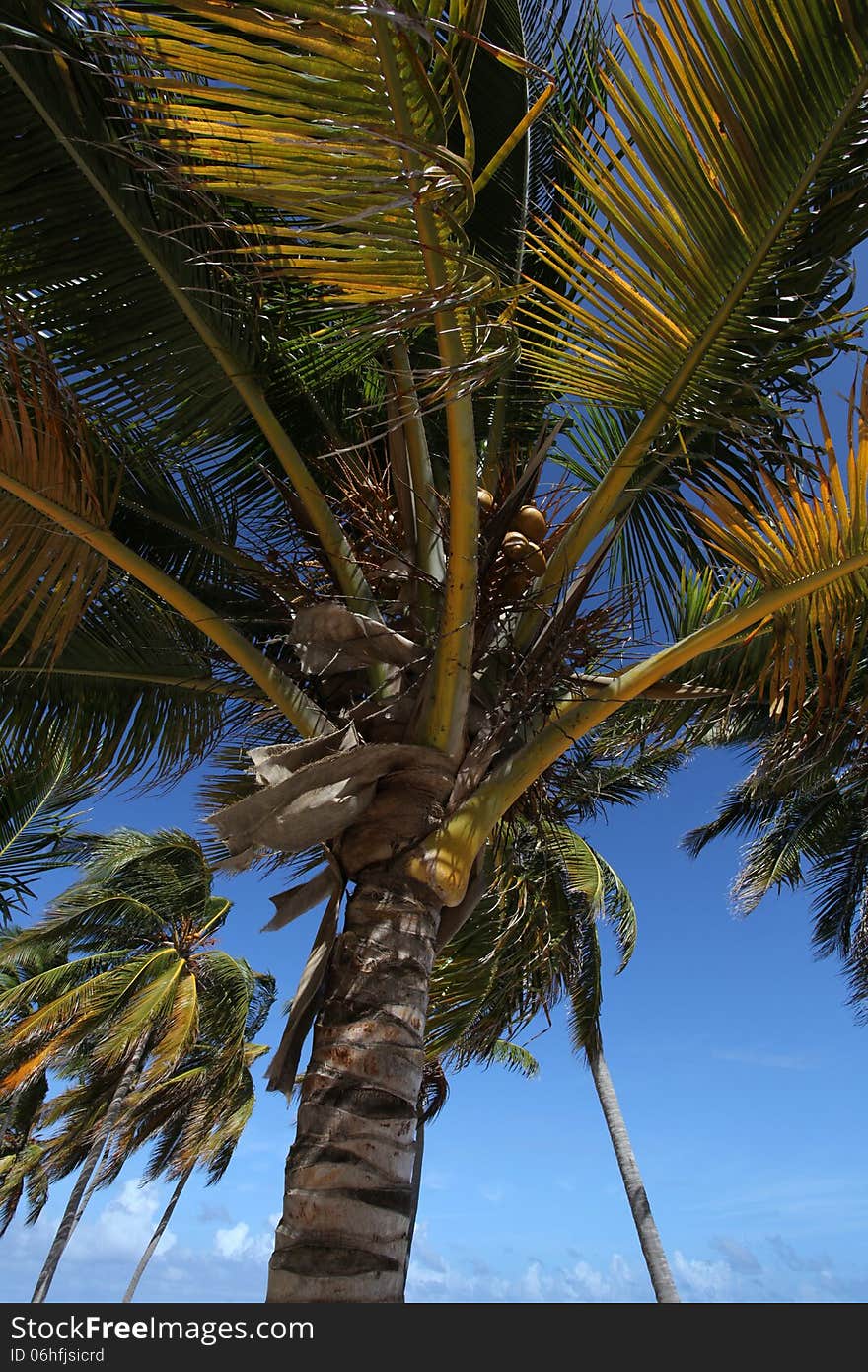 Bunch of palm trees with coconuts