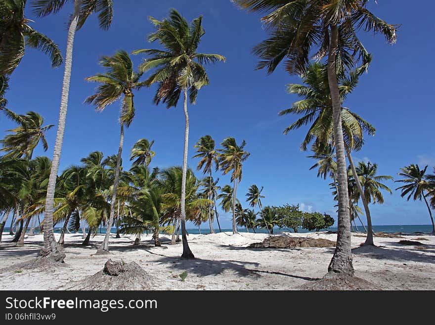 Beautiful sandy beach with palm trees. Beautiful sandy beach with palm trees