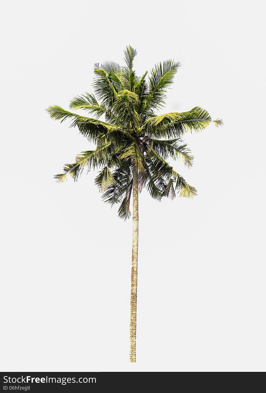 Coconut tree is isolated on white background