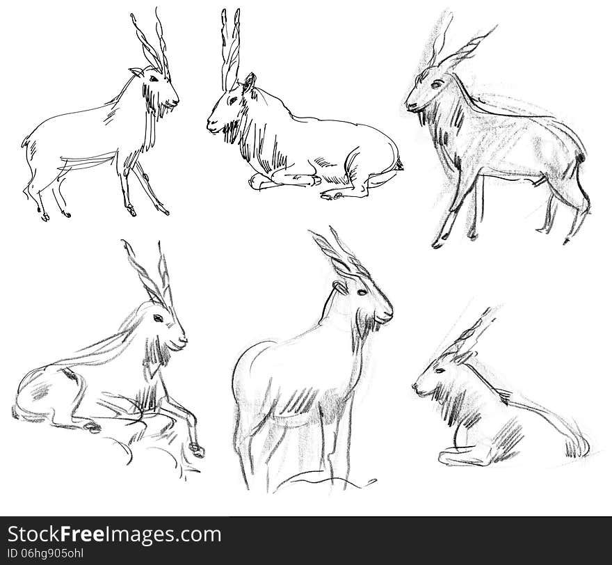 Markhor. Set. Hand-drawn. Isolated on white background