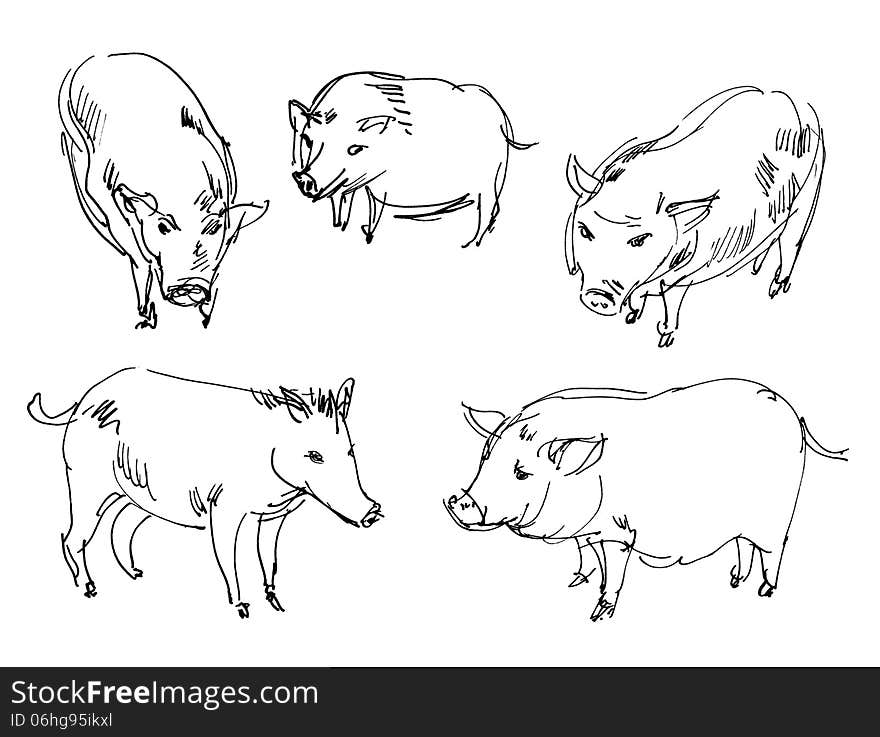 Vietnamese pig. Wild boar. Set. Hand-drawn