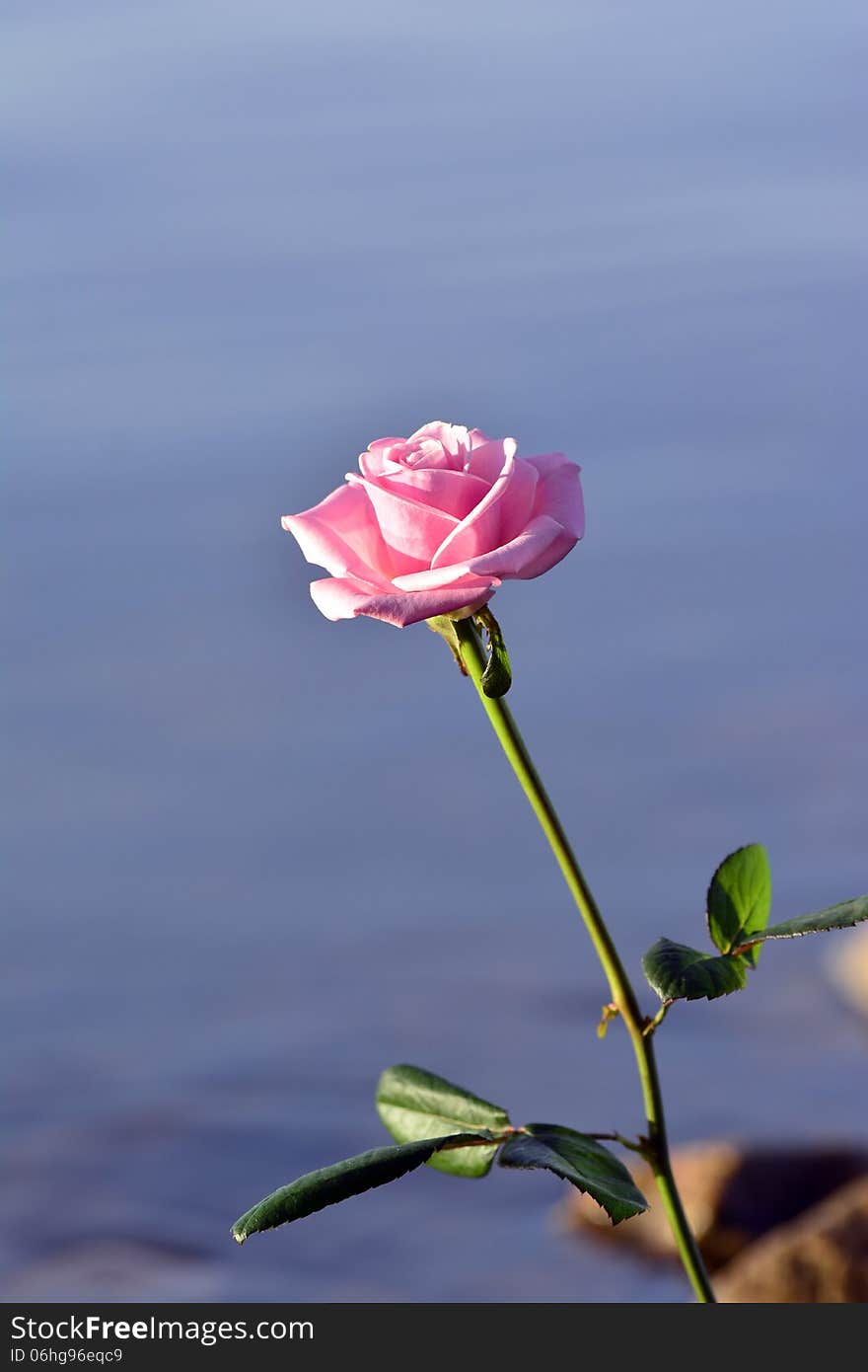 Rose and copy space on water background and stones. Rose and copy space on water background and stones