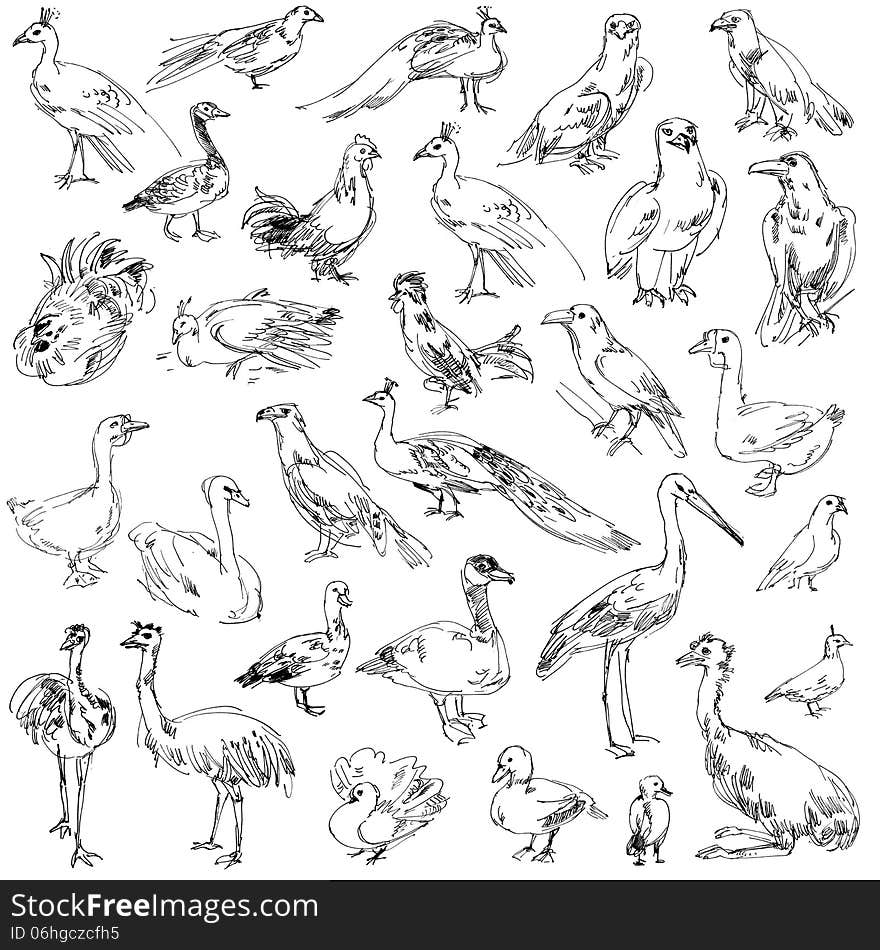 Wild birds. Zoo. Set. Hand-drawn