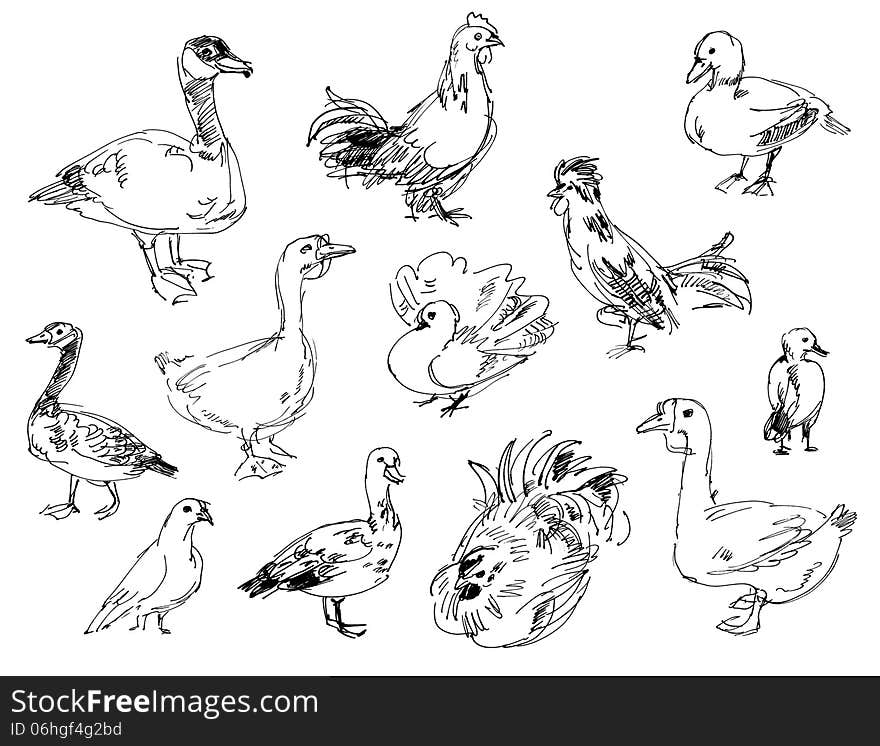 Poultry farm. Set. Hand-drawn