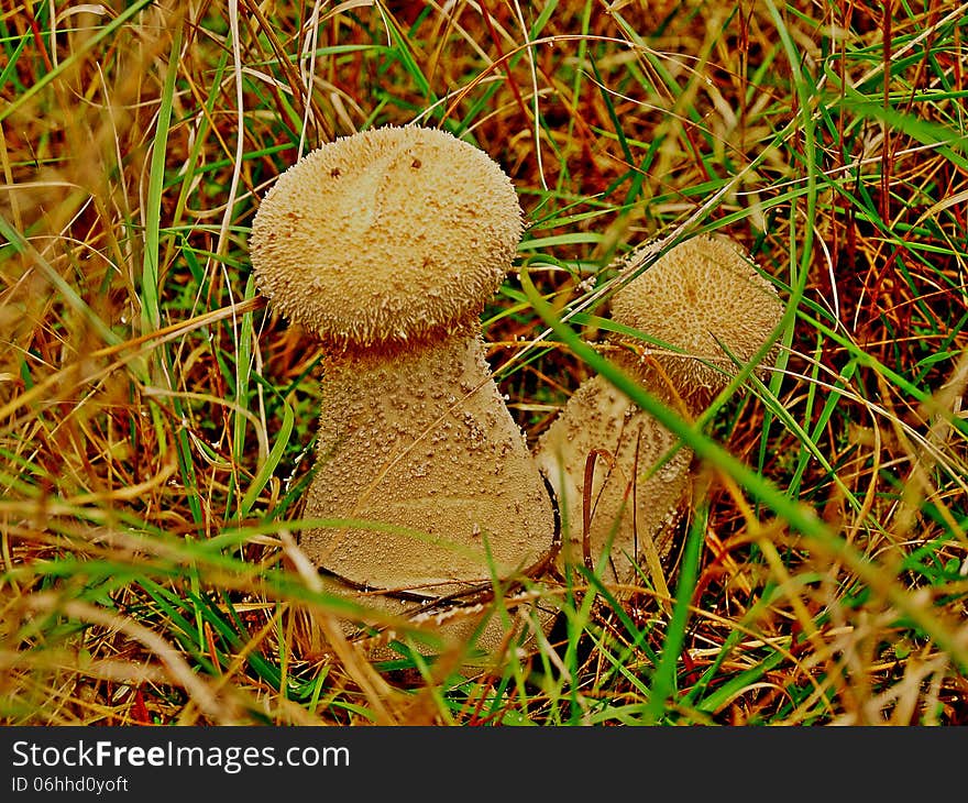 Puffball likes growing at the edges of pine forests. It likes tall grasses where it disappears. Matured ones release big quantity of spores so it looks like green smoke. Puffball likes growing at the edges of pine forests. It likes tall grasses where it disappears. Matured ones release big quantity of spores so it looks like green smoke.