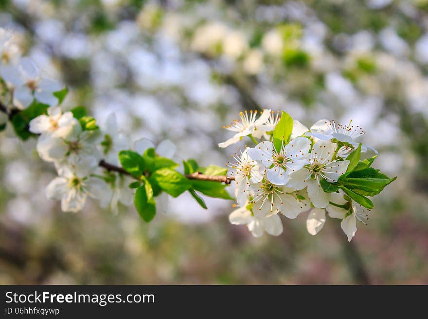 Flowers of apple tree on a grass