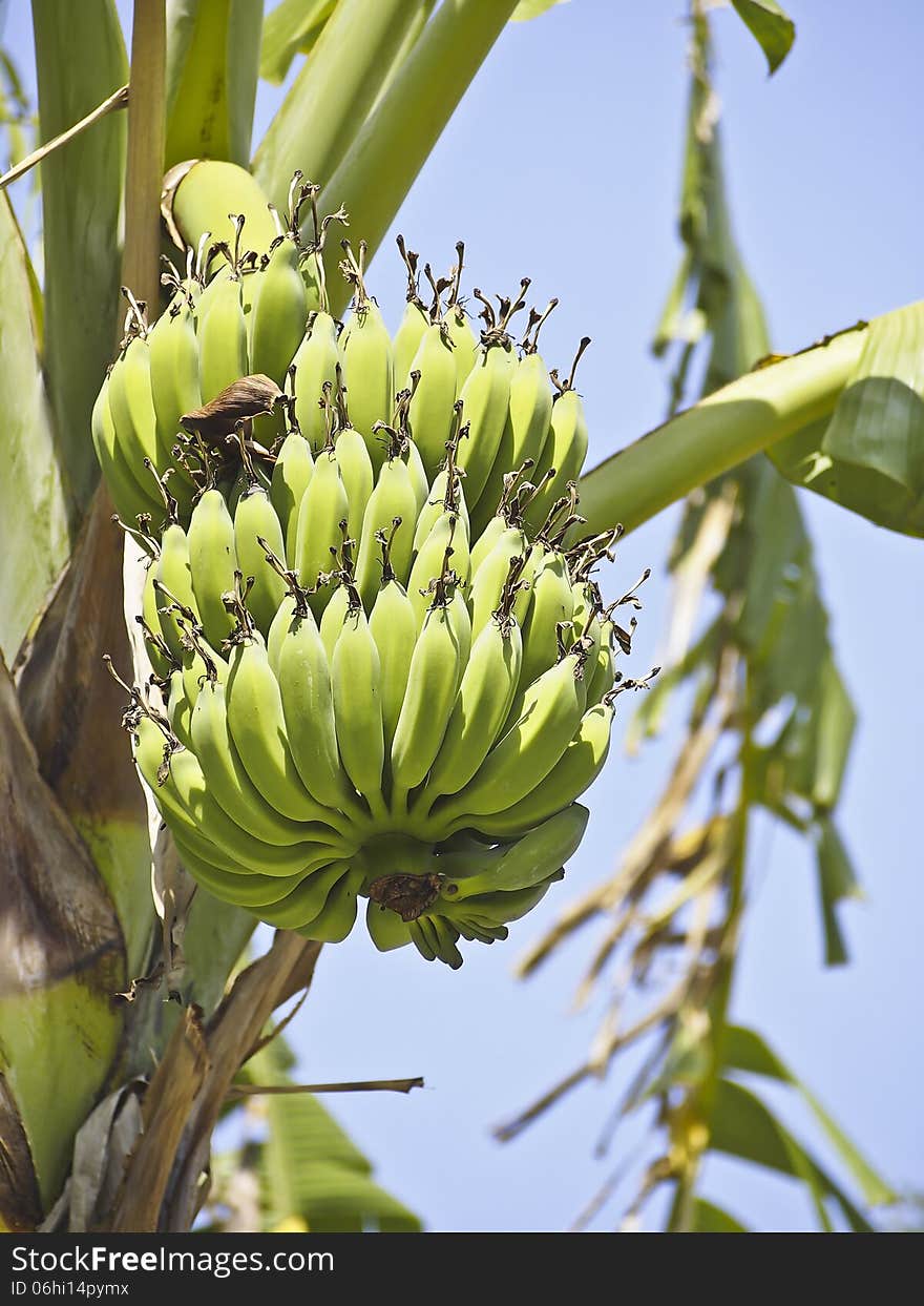 Bundle green raw banana on banana tree in sunny day. Bundle green raw banana on banana tree in sunny day